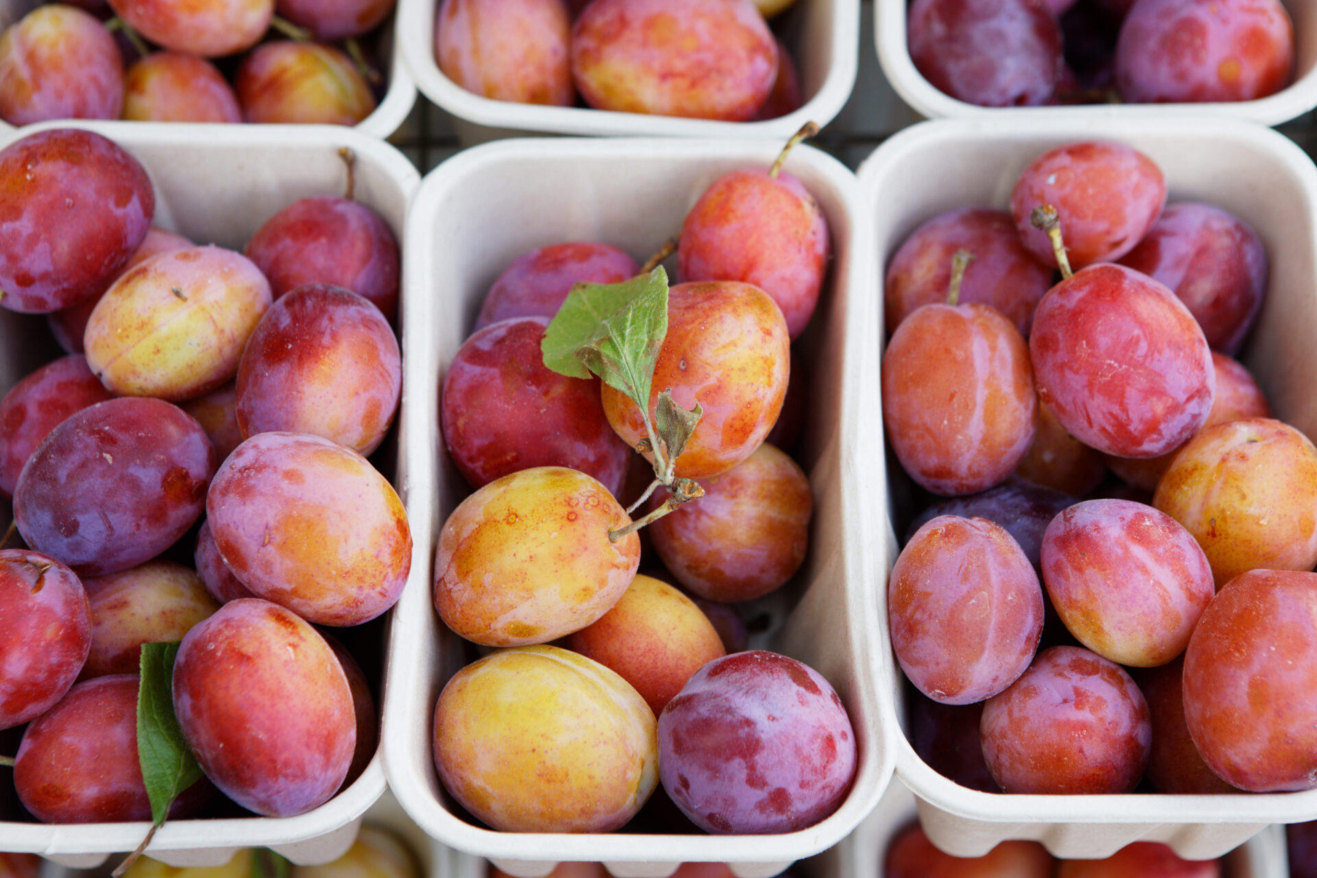 Pershore Plum Festival 2023 Sheldon Bosley Knight Estate Agents